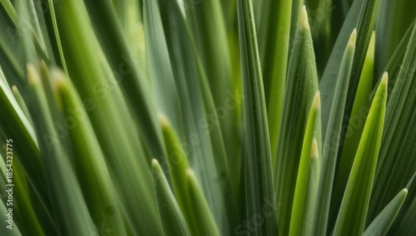 Obraz Verdant Convergence. A Study in Green Forms and Textural Interplay, Pointed Ends.