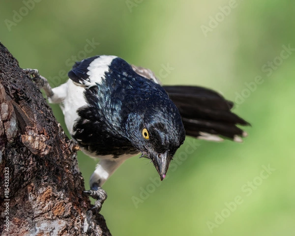 Obraz Cissopis leverianus