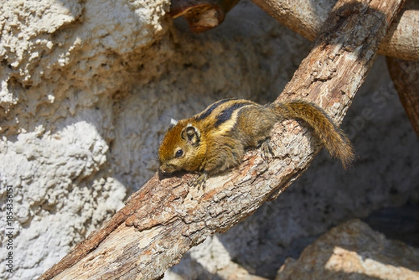 Obraz Cute chipmunk dozing on a branch.
