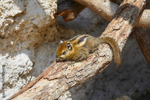 Obraz Cute chipmunk dozing on a branch.