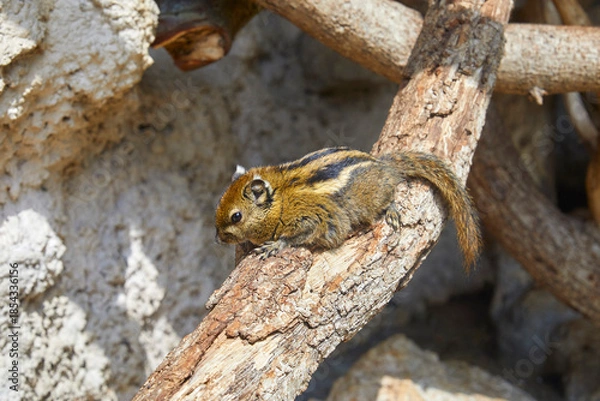 Obraz Cute chipmunk dozing on a branch.