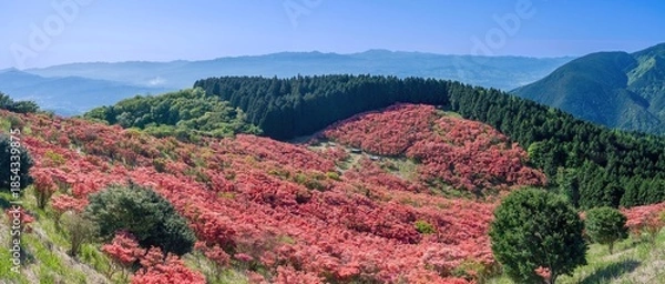 Fototapeta 青空バックに展望台から見下ろす満開のツツジのパノラマ絶景