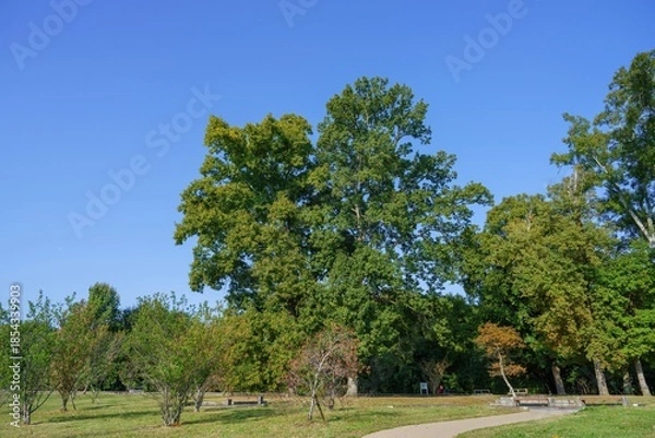 Fototapeta 青空バックに見る色づき始めた秋の公園の情景