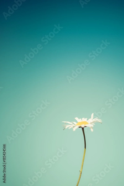Fototapeta Pojedyncza Stokrotka Przeciw Błękitne Niebo