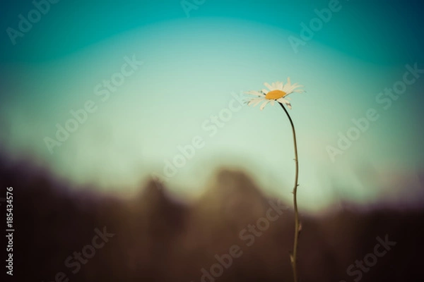 Fototapeta Stokrotka z zamazanym tłem
