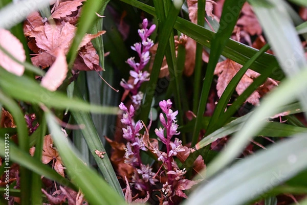 Obraz キチジョウソウ　Lucky plant
