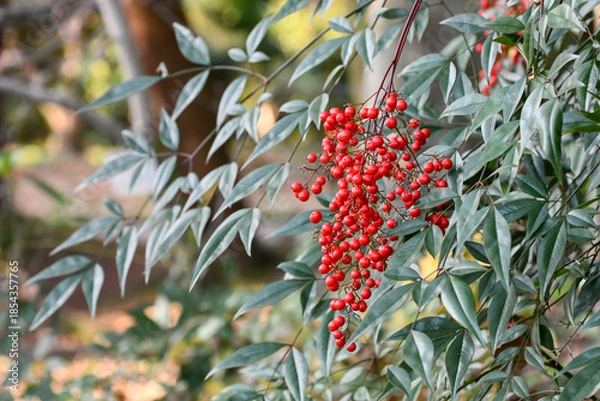 Obraz 南天（ナンテン）　Heavenly Bamboo