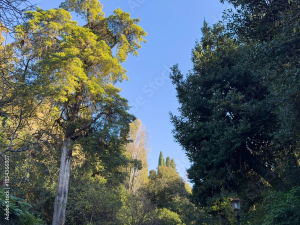 Obraz 世界周遊アドリア海クルーズ　コルフ島モンレポス