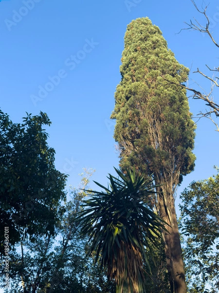 Obraz 世界周遊アドリア海クルーズ　コルフ島モンレポス