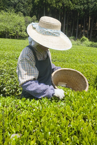 Obraz 茶摘み