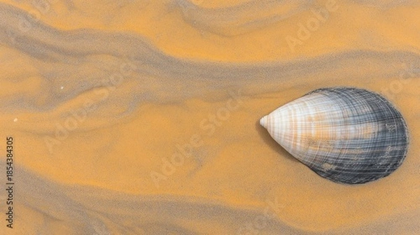 Obraz Seashell resting on sandy terrain.