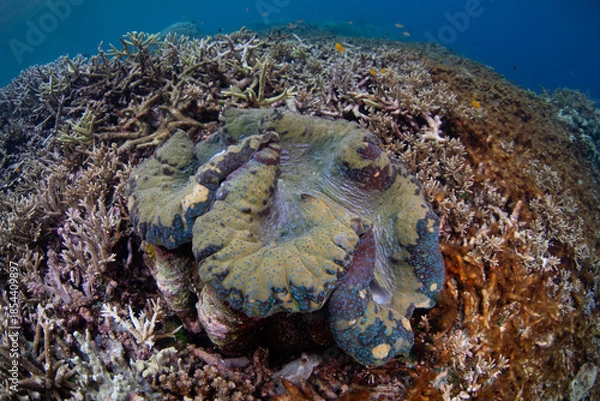 Obraz A giant clam, Tridacna gigas, grows on a shallow coral reef in Raja Ampat, Indonesia. This is the world's largest living bivalve and is an endangered species. 