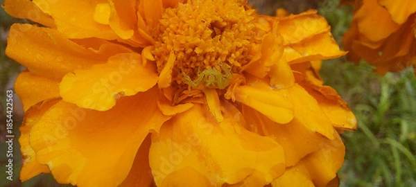 Obraz Macro photograph of a spider (Misumena vatia ) on a marigold flower