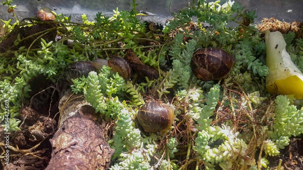 Obraz Snails in the garden. 