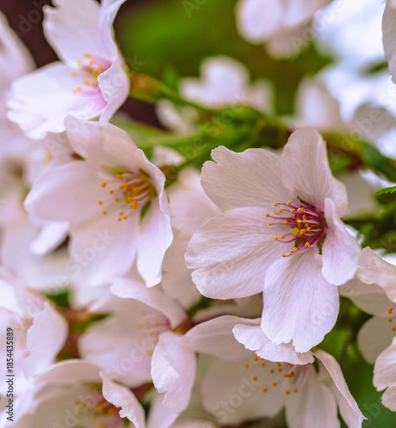 Fototapeta ソメイヨシノ7ー15