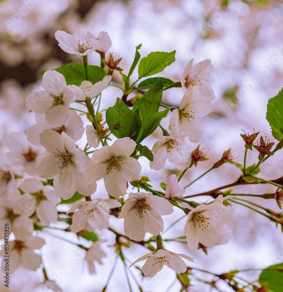 Fototapeta ソメイヨシノ7ー13