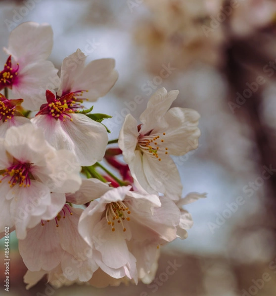 Fototapeta ソメイヨシノ7ー8