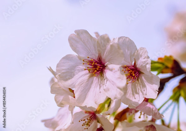 Fototapeta ソメイヨシノ7ー5