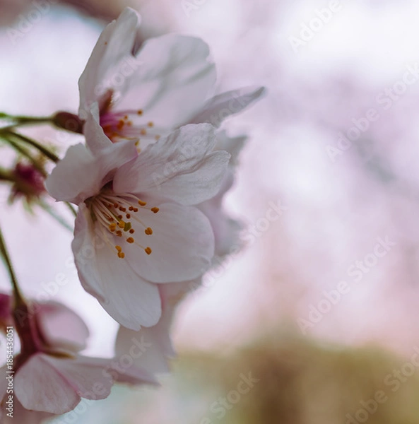 Fototapeta ソメイヨシノ7ー3