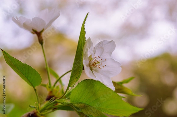 Fototapeta ソメイヨシノ7ー2