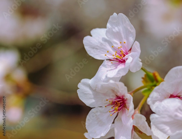 Fototapeta ソメイヨシノ7ー7