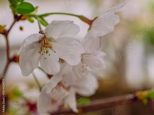 Fototapeta ソメイヨシノ7ー12