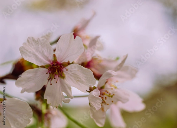 Fototapeta ソメイヨシノ7ー1