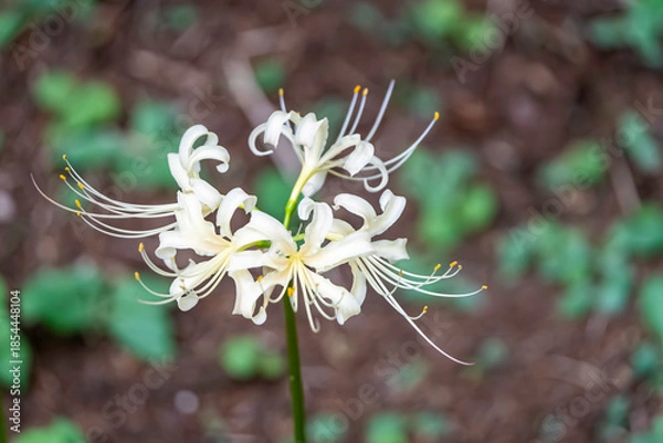 Obraz 白い彼岸花