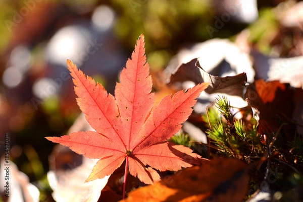 Obraz 落葉の彩り