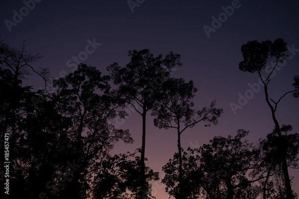 Obraz silhouette tree in twilight time
