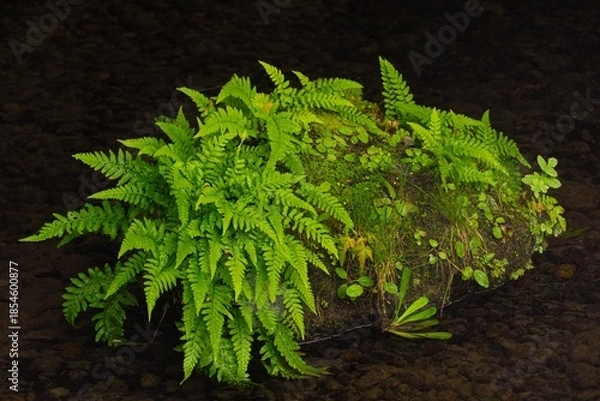 Obraz 水辺に息づく緑の島