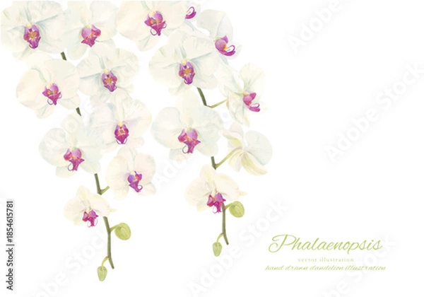Obraz 水彩で描いた胡蝶蘭のイラスト