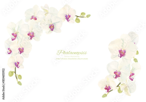Obraz 水彩で描いた胡蝶蘭のイラスト