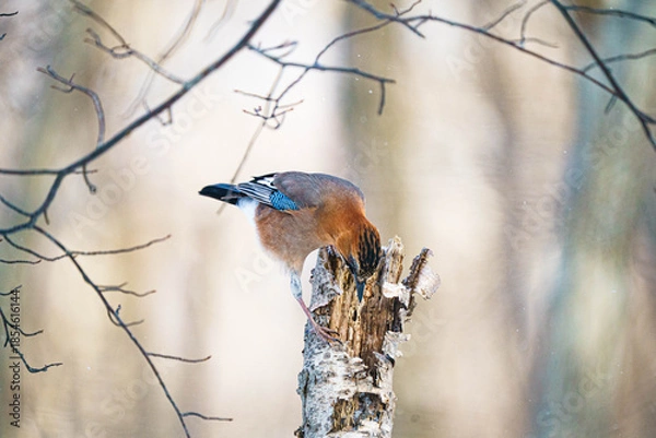 Obraz ウトナイ湖の野鳥