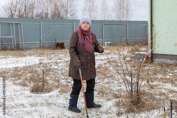Obraz Elderly woman with a cane standing outside in a snowy country house yard, preparing garden plants for cold winter protection. Seasonal gardening.