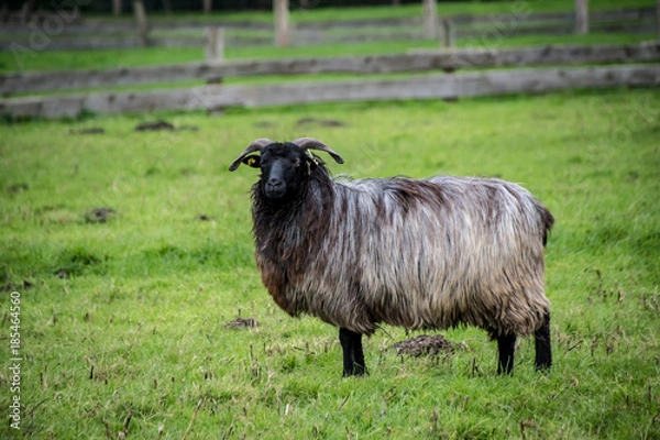 Fototapeta Heidschnucke
