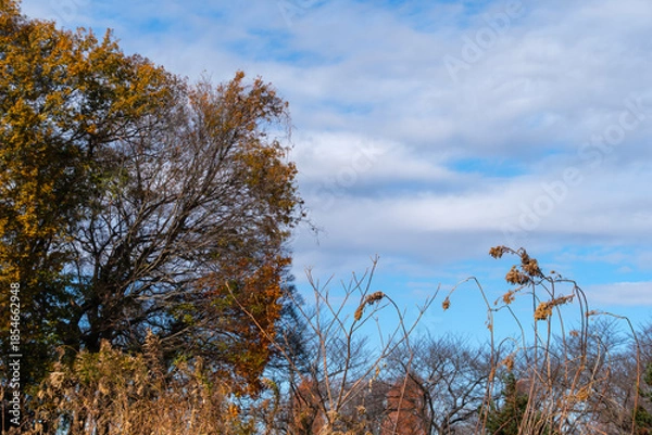 Obraz 枯れ葉と青空