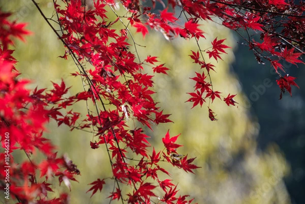 Obraz もみじと竹林