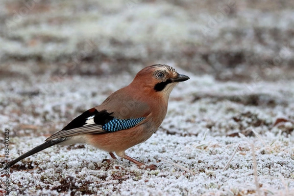 Obraz Eurasian jay