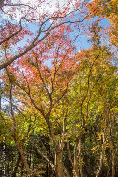 Fototapeta 秋の河内藤園