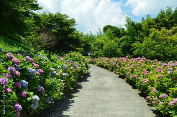 Obraz 晴れた夏の公園、アジサイに囲まれた小道