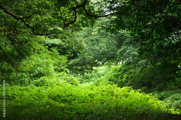 Obraz 夏の陽があたる雑木林