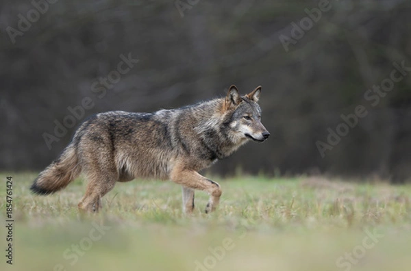 Obraz Grey wolf ( Canis lupus ) close up