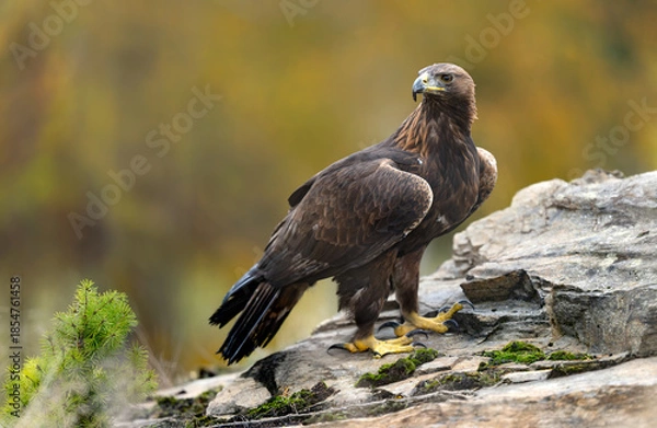 Obraz Golden Eagle (Aquila chrysaetos) close up