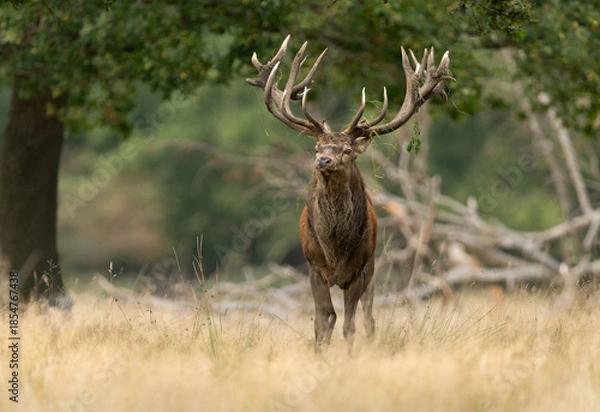 Obraz Deer male buck ( Cervus elaphus ) during rut