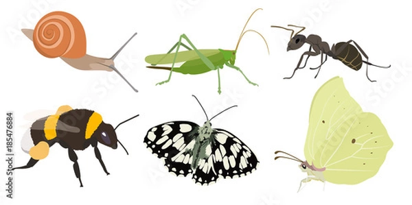 Obraz Waldrand Insekten SET