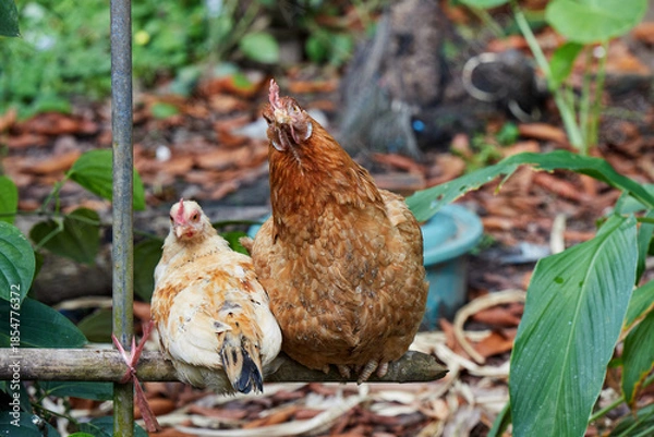 Obraz Chicken in the farm