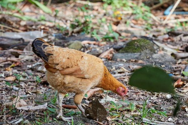 Obraz Hen in the grass