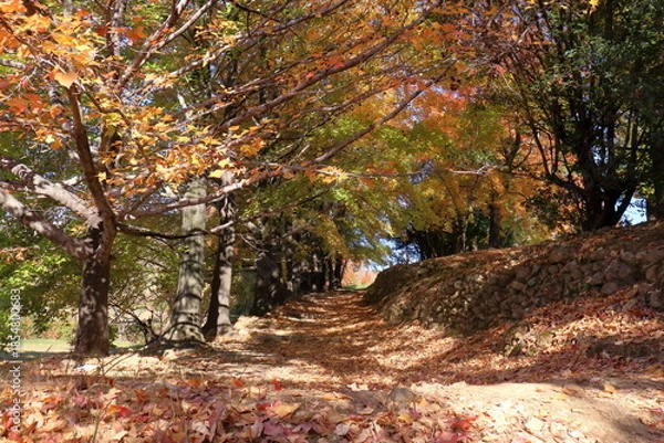 Obraz 初冬に彩り始めたタイワンフウ　（高知県　高知市　針木浄水場）