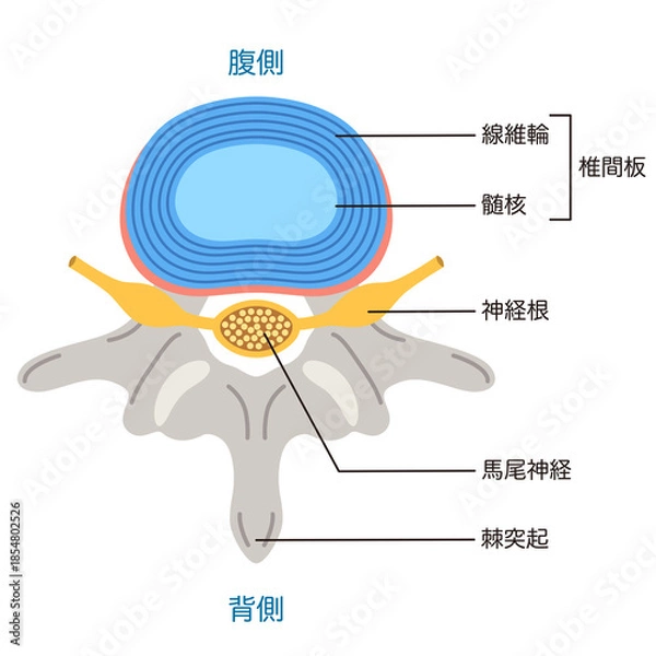Obraz 椎間板の構造　腰椎椎間板ヘルニア